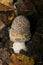 Snakeskin Grisette, amanita ceciliae mushroom in the forest