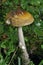 Snakeskin Grisette Fungi