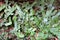 Snakeskin Liverwort - Conocephalum conicum