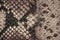 Snakeskin pattern on genuine leather close-up, imitation of exotic reptile, pattern, banner design