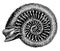 Snakestone Ammonite, vintage illustration