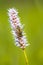 Snakeweed with hoverfly