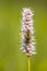 Snakeweed with hoverfly