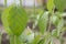 snakeweed plant, stachytarpheta indica vahl. growing on ground i