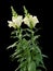 Snap dragon (Antirrhinum majus)