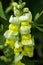 Snap dragon flowering in an English garden