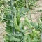 Snap Peas Growing