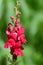 Snapdragon Antirrhinum