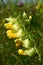 Snapdragon (Antirrhinum) flower