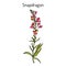 Snapdragon Antirrhinum majus , or dragon flowers, medicinal plant