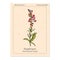 Snapdragon Antirrhinum majus , or dragon flowers, medicinal plant