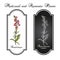 Snapdragon Antirrhinum majus , or dragon flowers, medicinal plant