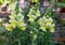 Snapdragon, Antirrhinum majus, white with yellow flower