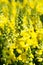 Snapdragon / Antirrhinum yellow flowers background