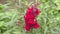 Snapdragon flower or Antirrhinum Latin Antirrhinum