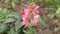 Snapdragon flower or Antirrhinum Latin Antirrhinum
