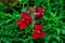 Snapdragon flower Latin: Antirrhinum dwarf, close-up. Bright red flowers on a background of green leaves