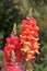 Snapdragon flowers