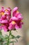 Snapdragon flowers (Antirrhinum majus) in pink color : (pix Sanjiv Shukla)