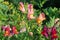 Snapdragon large-flowered Lat. Antirrhinum blooms in the garden