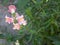 snapdragon, pink flower, on a background of green grass, in a flower bed, in the garden