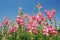 Snapdragon, pink flowers