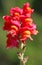 Snapdragons stained with colourful flower