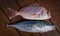 Snapper fish and little tunny tuna fish
