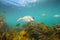 Snapper fish underwater swimming over kelp forest at Goat Island, New Zealand