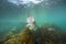 Snapper fish underwater swimming over kelp forest at Goat Island, New Zealand