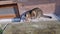 a snapping semi-wild cat hungrily devours food on a plate.