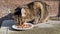 a snapping semi-wild cat hungrily devours food on a plate.