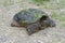 Snapping turtle