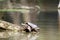 Snapping turtle basking in the sun