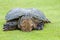 Snapping Turtle Chelydra serpentina