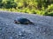 Snapping Turtle crossing gravel road after laying eggs