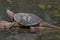 Snapping Turtle Enjoying the Spring Sun