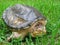 Snapping Turtle in Grass