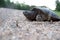 Snapping turtle laying eggs