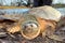 Snapping Turtle Portrait