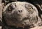 Snapping Turtle\'s Face