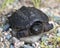 Snapping turtle Stock Photos.  Snapping Turtle baby close-up profile view with a bokeh background