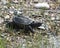 Snapping turtle Stock Photos.  Snapping Turtle baby sitting on gravel