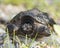 Snapping turtle Stock Photos.  Snapping Turtle baby sitting on gravel with bokeh background.