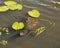 Snapping turtle Stock Photos. Snapping Turtle in the water displaying its shell, head, eye, nose, long neck with lily pads