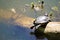 Snapping turtle sunning himself on log