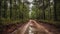 Snapshot Aesthetic: Empty Dirt Road Plateau In The Forest