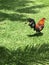 Snapshot of a rooster running across the green grass in Hawaii