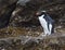 Snares Penguin, Eudyptes robustus