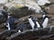 Snares Penguin, Eudyptes robustus